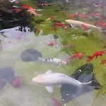 Complex Casa Ani Üdülőközpont Észak-Eforie