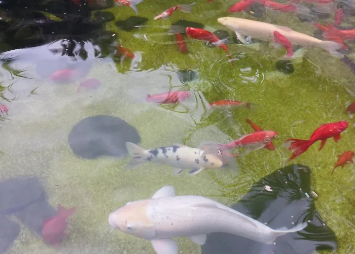 Complex Casa Ani Ośrodek wypoczynkowy Eforie Nord